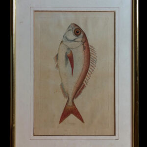 Juan Bautista Bru (1742-1749) - Dorada (Grabado coloreado a mano) [Peces de los mares españoles]